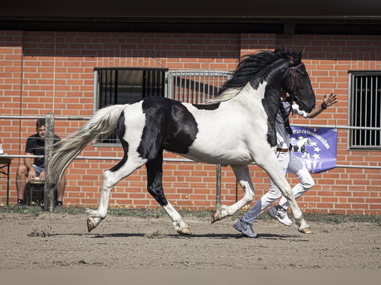 Barock Pinto Hengst Gevlekt-paard in Dörpen