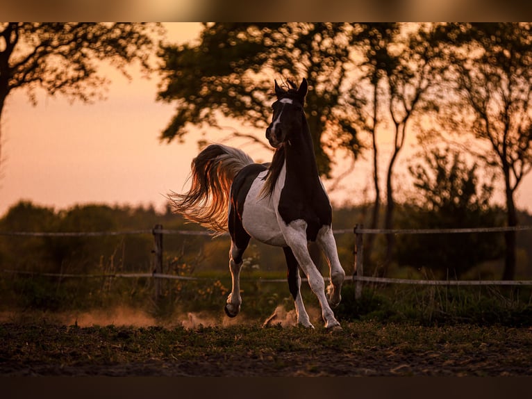 Barock Pinto Hengst Gevlekt-paard in Dörpen