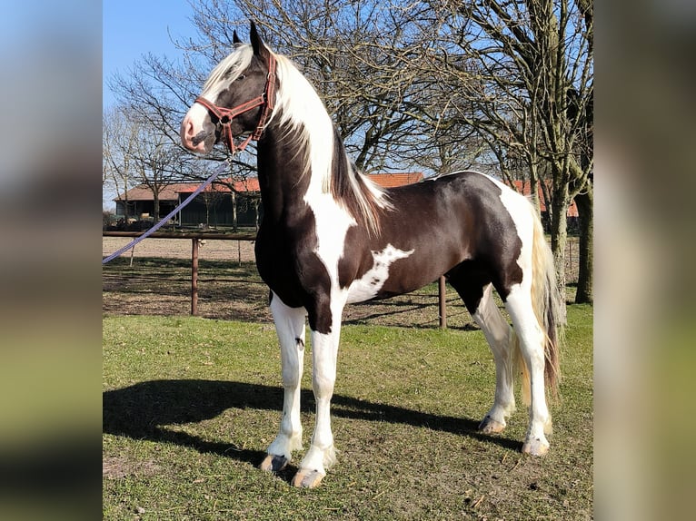 Barock Pinto Hengst Tobiano-alle-kleuren in Emlichheim