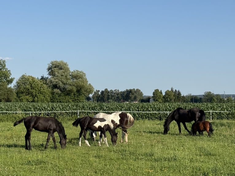Barock Pinto Hengst Veulen (01/2025) 155 cm Gevlekt-paard in Osterhofen