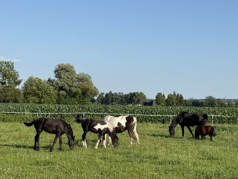 Barock Pinto Hengst Veulen (01/2025) 155 cm Gevlekt-paard in Osterhofen