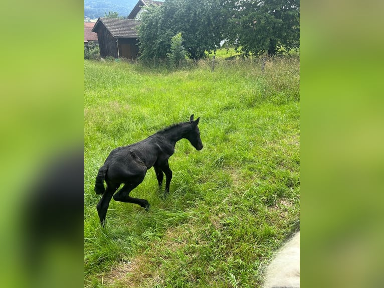 Barock Pinto Hengst veulen (06/2024) 155 cm Zwart in Arrach