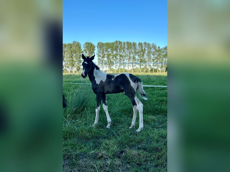 Barock Pinto Mix Hengst Veulen (04/2026) 165 cm Gevlekt-paard in Cuxhaven