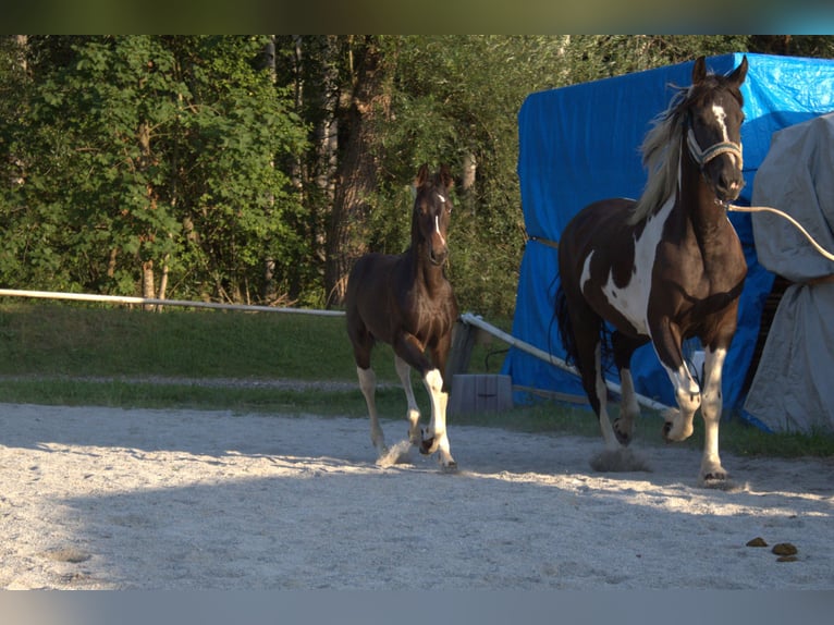 Barock Pinto Hengst Veulen (05/2026) 169 cm Gevlekt-paard in Selzthal