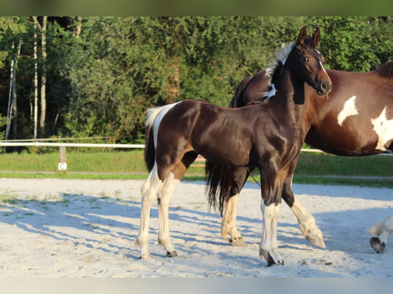Barock Pinto Hengst Veulen (05/2026) 169 cm Gevlekt-paard in Selzthal