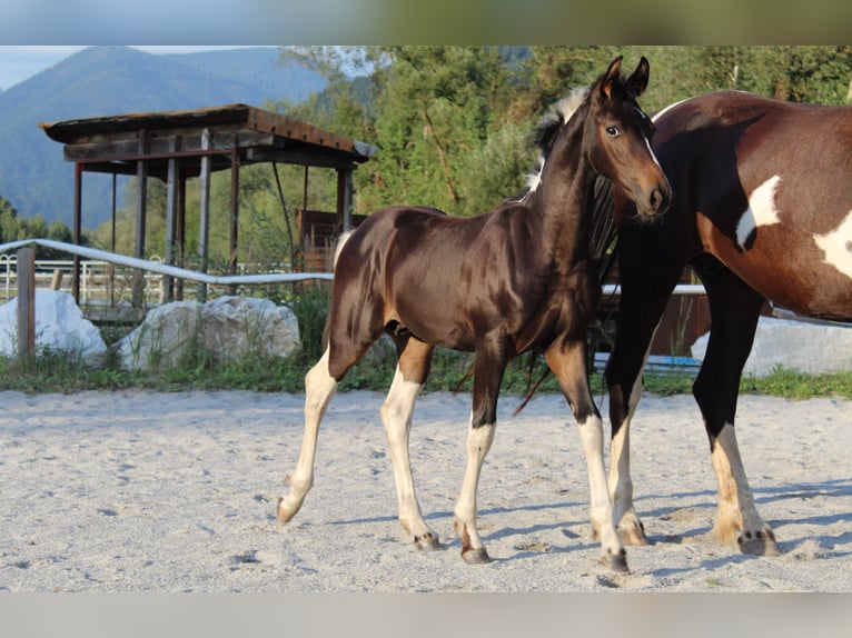 Barock Pinto Hengst Veulen (05/2026) 169 cm Gevlekt-paard in Selzthal