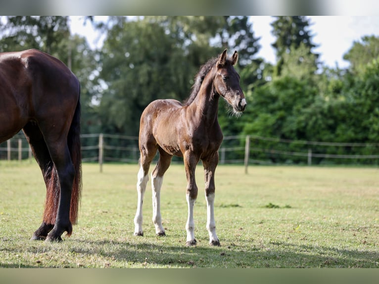 Barock Pinto Hengst Veulen (06/2026) 170 cm Gevlekt-paard in Emmer-Compascuum