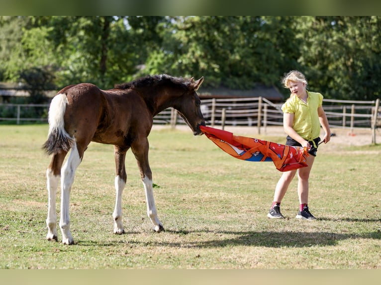 Barock Pinto Hengst Veulen (06/2026) 170 cm Gevlekt-paard in Emmer-Compascuum