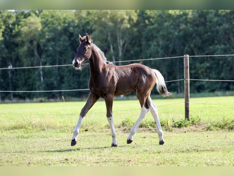 Barock Pinto Hengst Veulen (06/2026) 170 cm Gevlekt-paard in Emmer-Compascuum