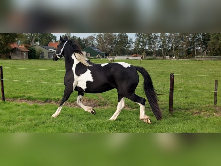 Barock Pinto Hengst veulen (03/2024) 170 cm Gevlekt-paard in Zandhuizen