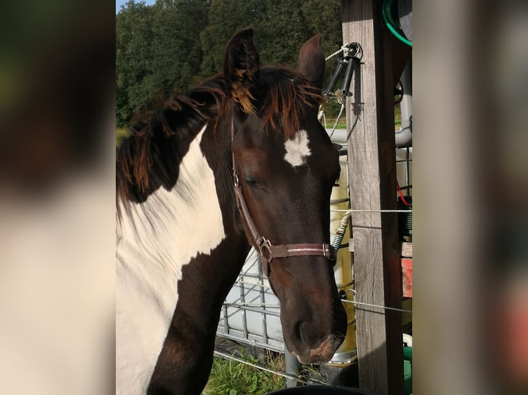 Barock Pinto Hengst veulen (03/2024) 170 cm Gevlekt-paard in Zandhuizen