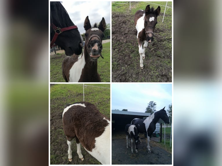 Barock Pinto Hengst veulen (03/2024) 170 cm Gevlekt-paard in Zandhuizen