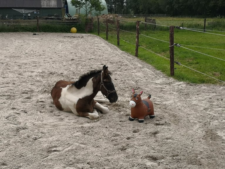 Barock Pinto Hengst veulen (03/2024) 170 cm Gevlekt-paard in Zandhuizen