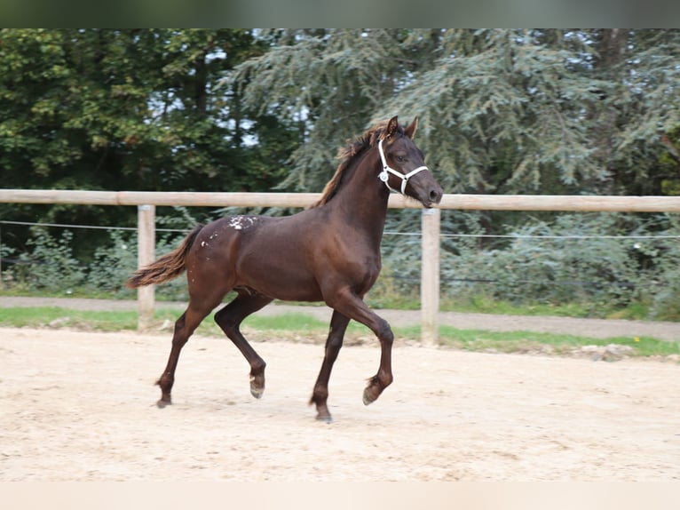 Barock Pinto Hengst veulen (04/2024) Appaloosa in Ygrande