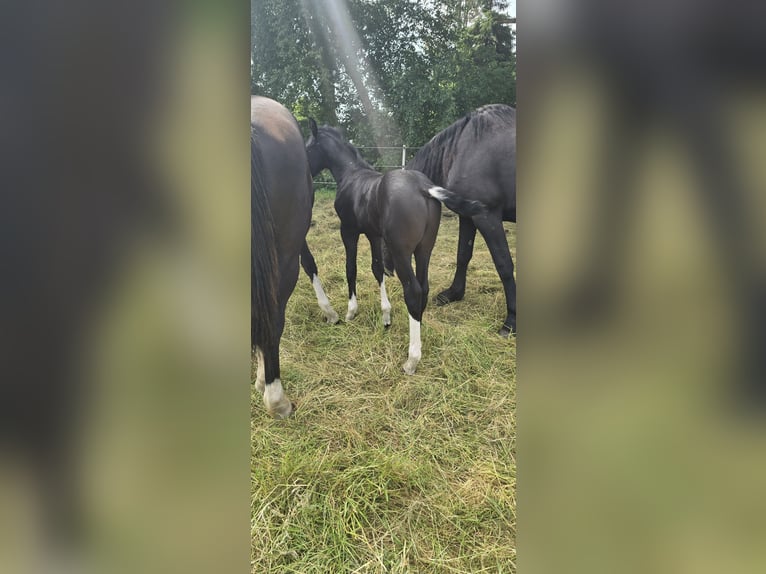 Barock Pinto Hengst  Gevlekt-paard in Jade