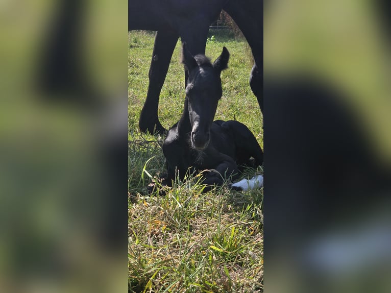 Barock Pinto Hengst  Gevlekt-paard in Jade