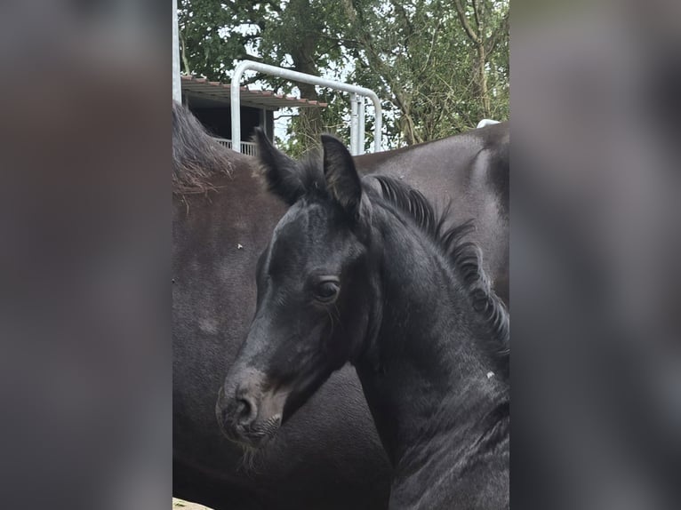 Barock Pinto Hengst  Gevlekt-paard in Jade