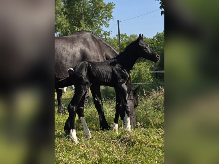 Barock Pinto Hengst  Gevlekt-paard in Jade