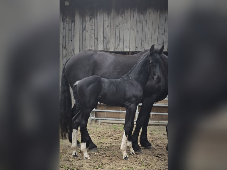 Barock Pinto Hengst  Gevlekt-paard in Jade