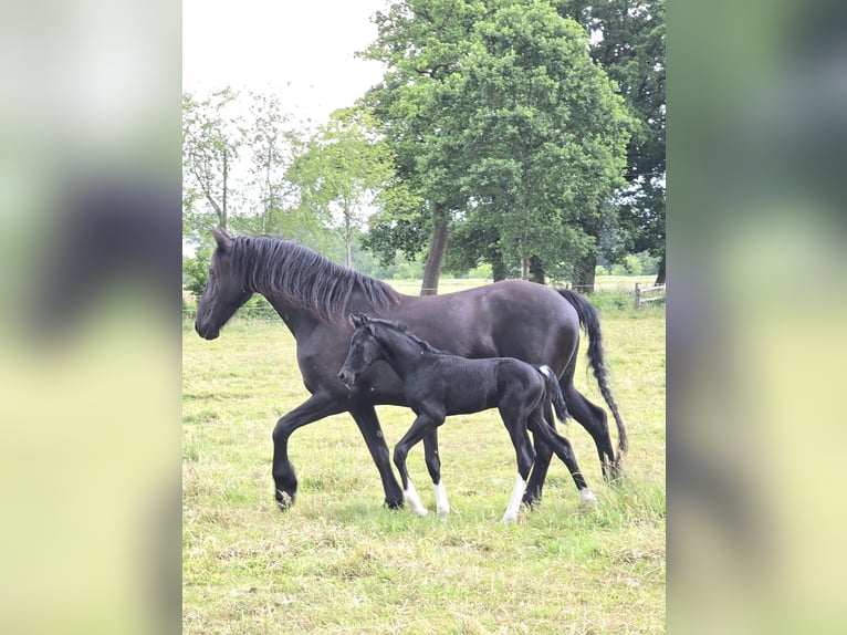 Barock Pinto Hengst  Gevlekt-paard in Jade