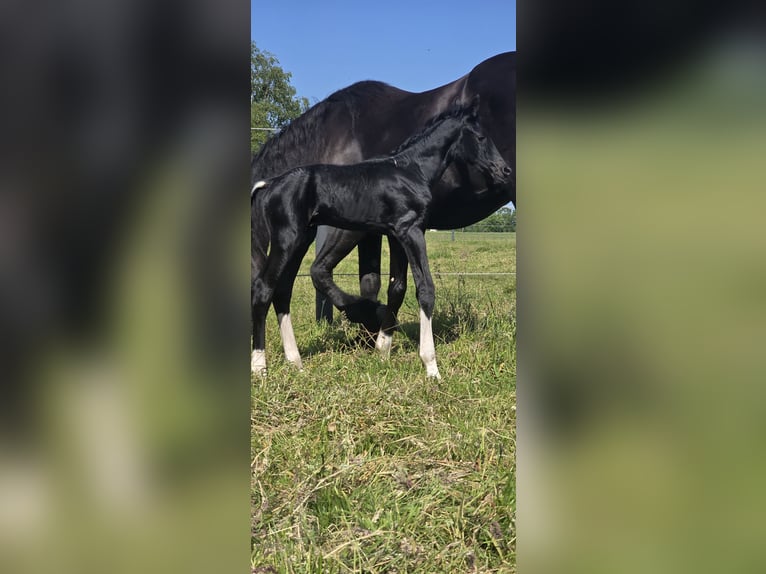 Barock Pinto Hengst  Gevlekt-paard in Jade
