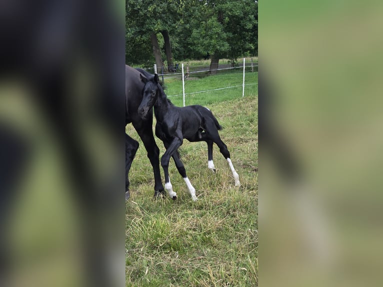 Barock Pinto Hengst  Gevlekt-paard in Jade