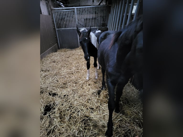 Barock Pinto Hengst veulen (05/2024) Gevlekt-paard in Oldeholtpade