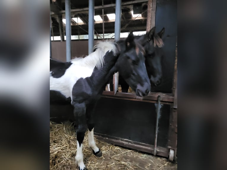 Barock Pinto Hengst veulen (05/2024) Gevlekt-paard in Oldeholtpade