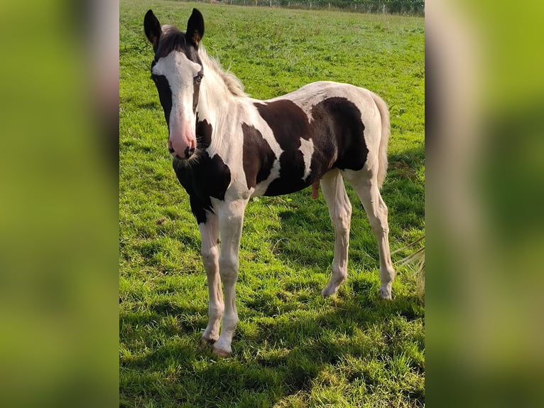 Barock Pinto Hengst veulen (04/2024) Gevlekt-paard in Emlichheim