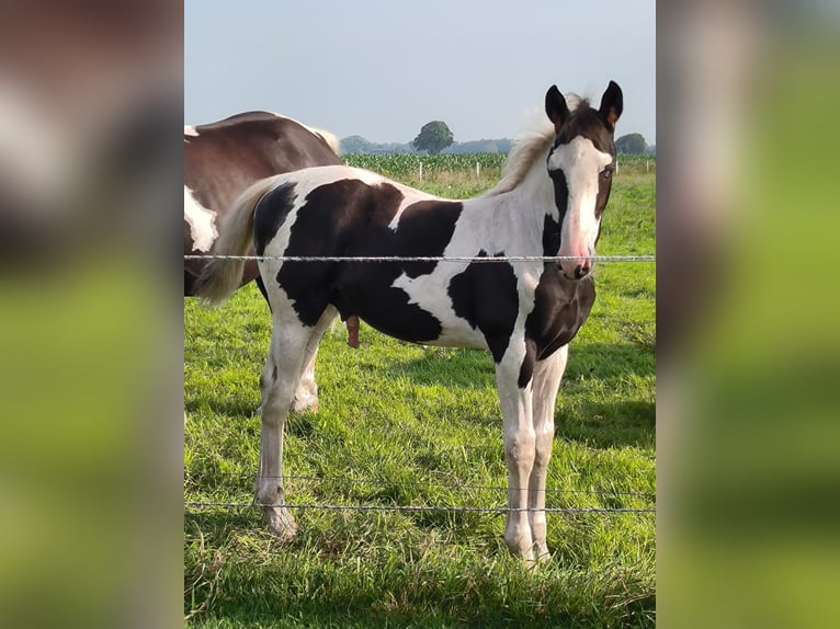 Barock Pinto Hengst veulen (04/2024) Gevlekt-paard in Emlichheim