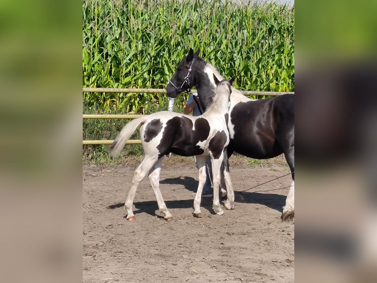 Barock Pinto Hengst veulen (04/2024) Gevlekt-paard in Emlichheim