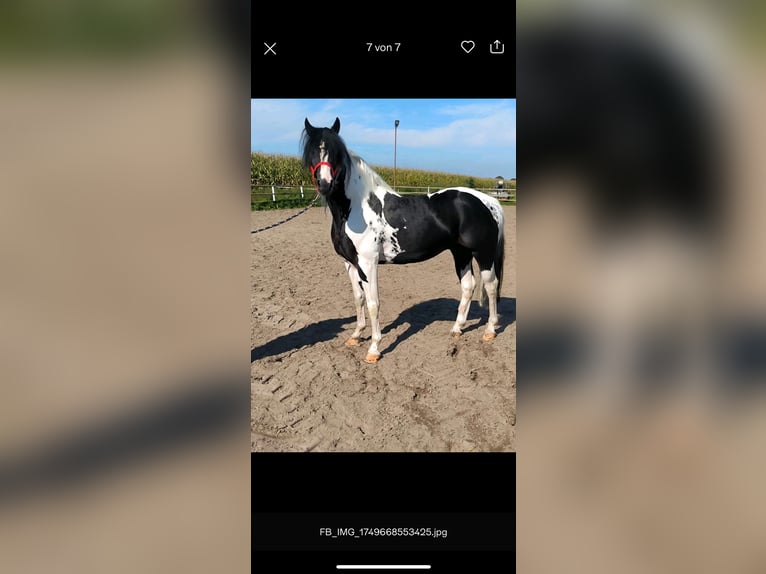 Barock Pinto Hengst  in Rhede