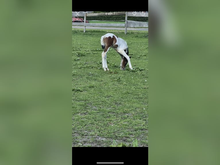 Barock Pinto Hengst  in Rhede