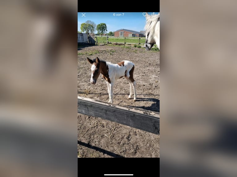 Barock Pinto Hengst  in Rhede