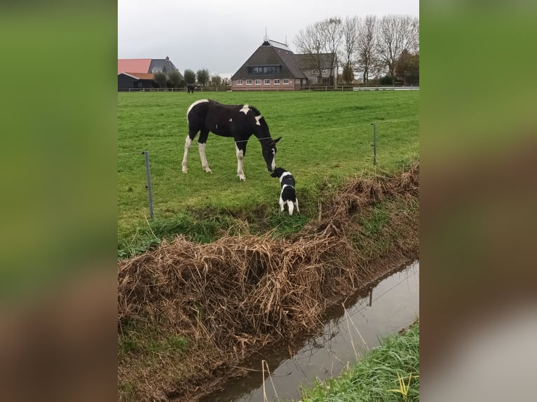 Barock Pinto Hengst veulen (07/2024) Tobiano-alle-kleuren in Blije