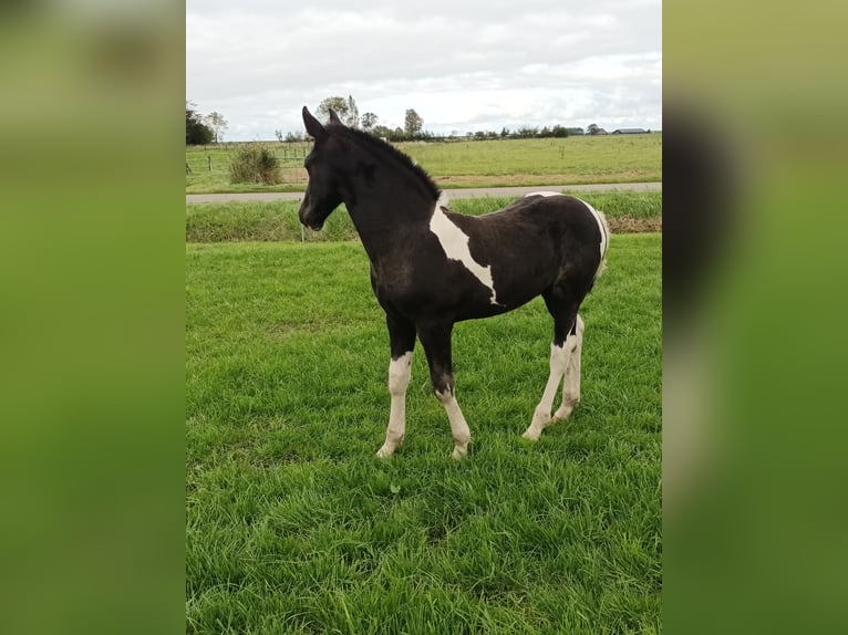 Barock Pinto Hengst veulen (07/2024) Tobiano-alle-kleuren in Blije