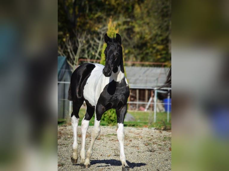 Barock Pinto Hengst Veulen (07/2025) Tobiano-alle-kleuren in Ptuj