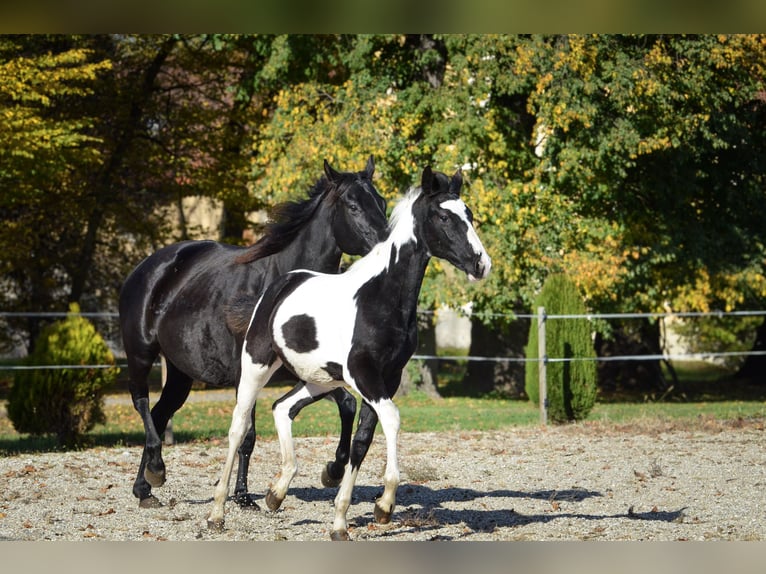 Barock Pinto Hengst Veulen (06/2025) Tobiano-alle-kleuren in Ptuj