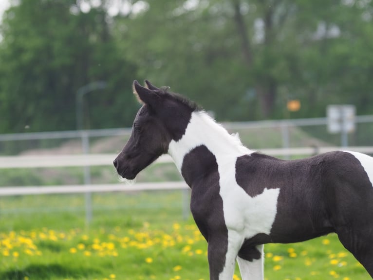 Barock Pinto Hengst veulen (04/2024) Tobiano-alle-kleuren in Lelystad