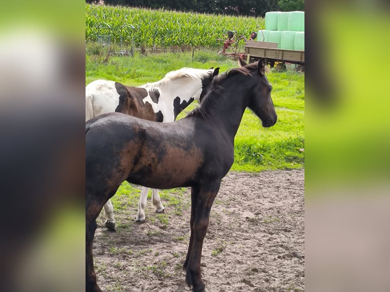 Barock Pinto Hengst veulen (04/2024) Zwart in Emlichheim