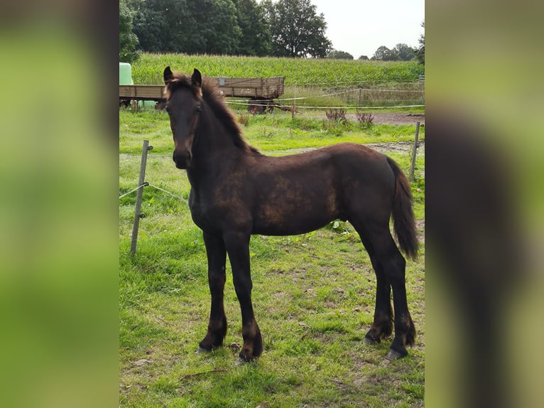 Barock Pinto Hengst veulen (04/2024) Zwart in Emlichheim