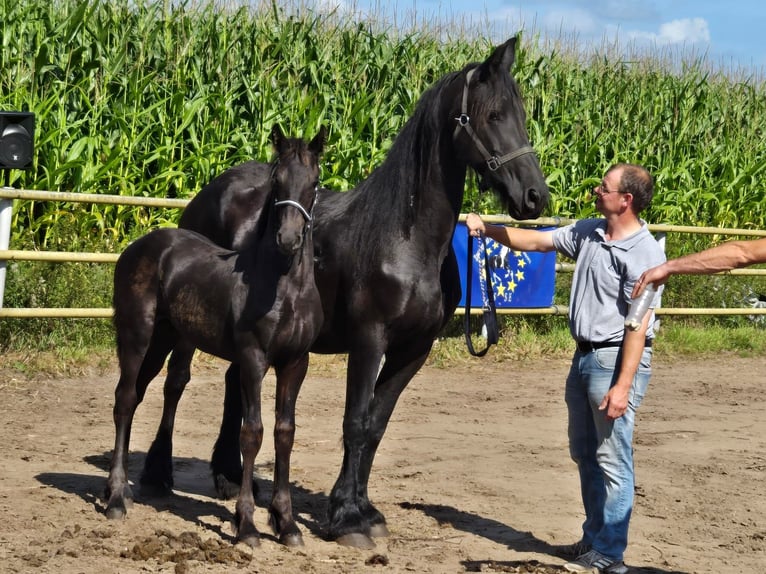 Barock Pinto Hengst veulen (04/2024) Zwart in Emlichheim