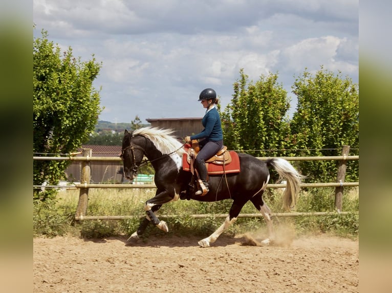 Barock Pinto Hongre 10 Ans 160 cm Pinto in Bad Wimpfen