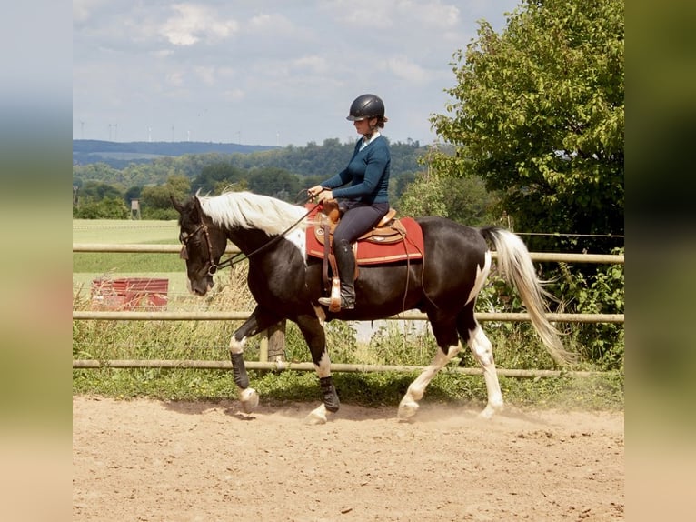 Barock Pinto Hongre 10 Ans 160 cm Pinto in Bad Wimpfen