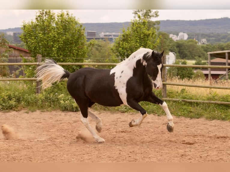 Barock Pinto Hongre 10 Ans 160 cm Pinto in Bad Wimpfen