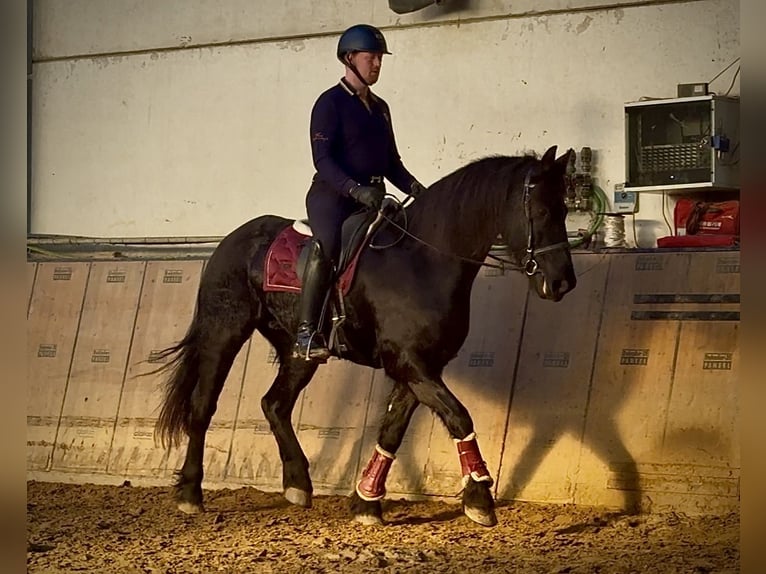 Barock Pinto Hongre 12 Ans 157 cm Noir in Neustadt (Wied)