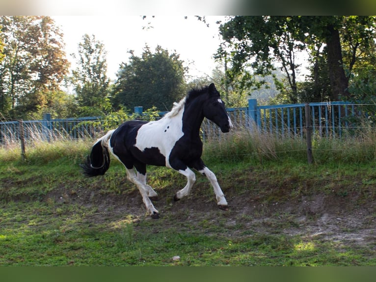 Barock Pinto Hongre 12 Ans 166 cm Pinto in Niederzier