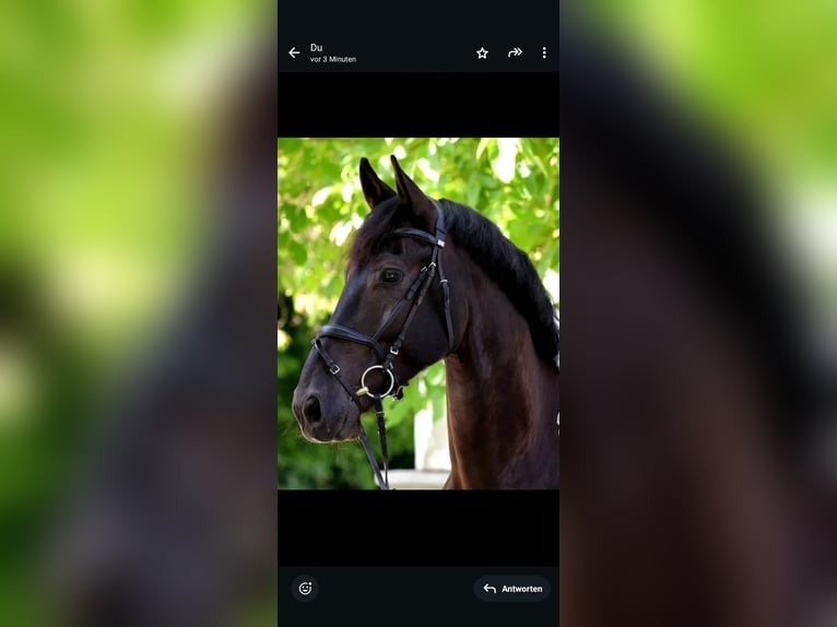 Barock Pinto Hongre 12 Ans 170 cm Pinto in Samerberg