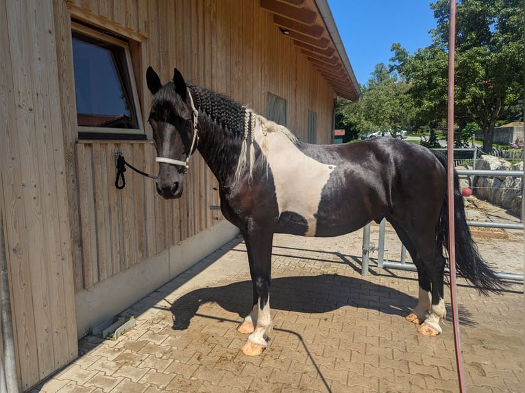 Barock Pinto Hongre 12 Ans 170 cm Pinto in Samerberg