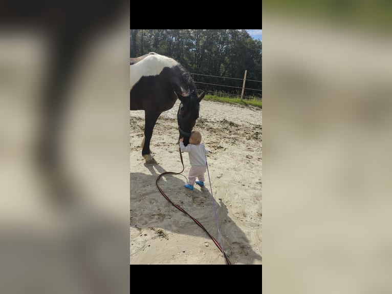 Barock Pinto Hongre 12 Ans 170 cm Pinto in Samerberg